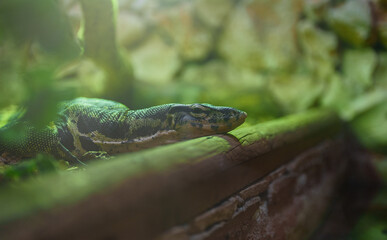 Monitor lizard in the national zoo.