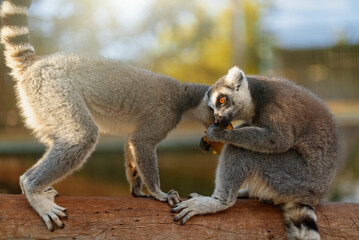 Portrait of lemur eating in national park. Lemuroidea.