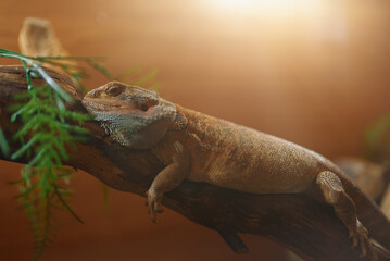 Bearded dragon or pogona lizard resting.