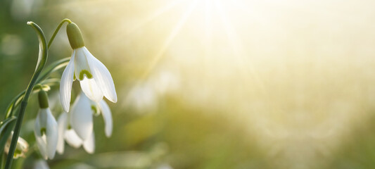 Spring awakening in the morning - White fresh snowdrops flower ( Galanthus ) on green meadow in sunny garden . Easter spring background banner panorama