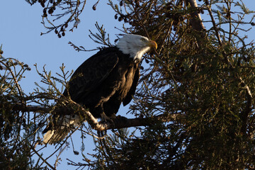 Close-up of a bald eagle perched in beautiful light, seen in the wild in  North California