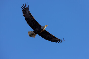Bald eagle flying in beautiful light, seen in the wild in  North California