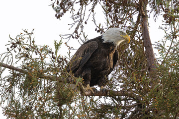 Close-up of a bald eagle perched, seen in the wild in  North California