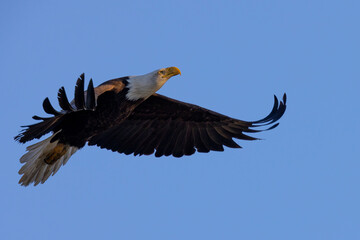 Bald eagle flying in beautiful light, seen in the wild in  North California