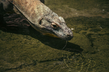 dragon de comodo bebiendo