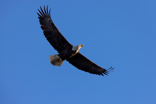 Bald eagle flying in beautiful light, seen in the wild in  North California