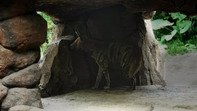 A striped hyena hides from the sun inside a stone cave. A fluffy hyena hides in the shadow of a cave made of stone and looks around watching what is happening. The life of a striped hyena in the wild.