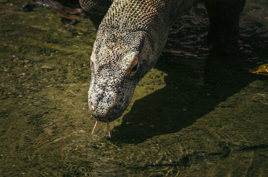 dragon de comodo bebiendo