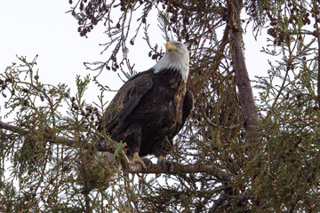 Close-up of a bald eagle perched, seen in the wild in  North California