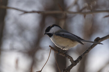 Fototapeta premium A Black-capped Chickadee on a Branch