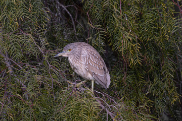 Juvenile black-crowned night heron perched, seen in the wild in a North California marsh