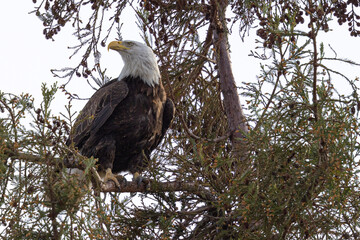 Close-up of a bald eagle perched, seen in the wild in  North California