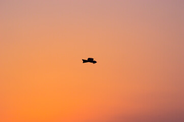 eagle in centre flying over sunrise,