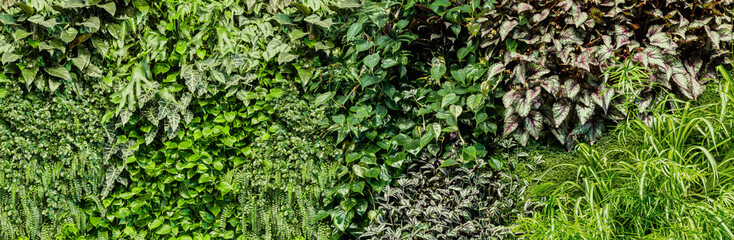 Green leaves background