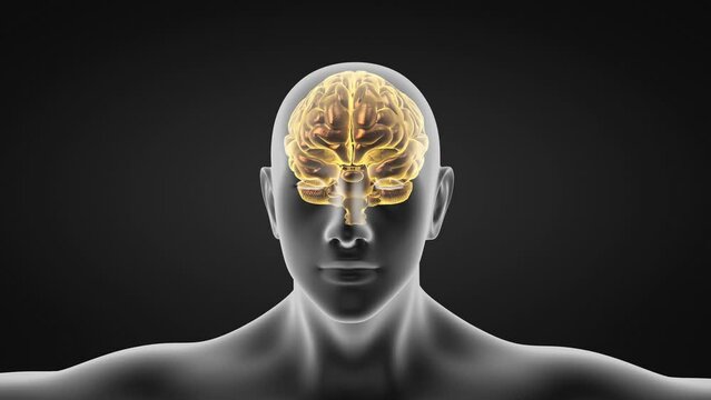 Scientific medical illustration of human brain