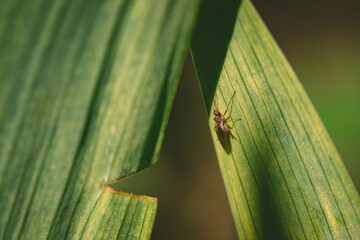 fly insect on blade of grass