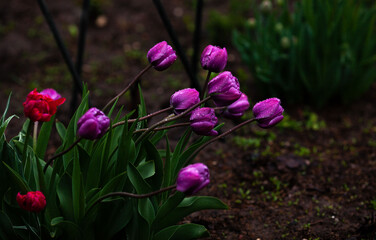 Obraz premium tulips in the garden