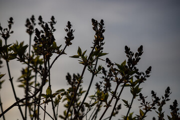 The first leaves and swollen lilac buds in the spring. Lilac buds open in early spring