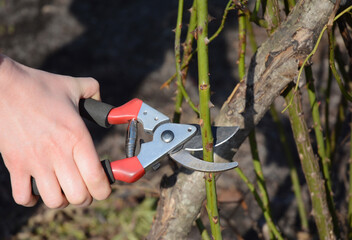 Pruning roses in spring. A gardener is removing old rose stems with pruning shears.