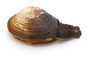 Mirugai(Japanese horse clam)  is a high class ingredient used in sushi and sashimi. white background