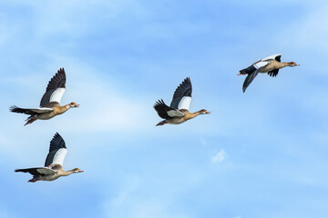 Egyptian Goose, Alopochen aegyptiaca, flock of egyptian geese fly in formation over Lake George in...