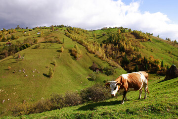 Cow grazed on a meadow in the Piatra Craiului Mountains, Magura village 