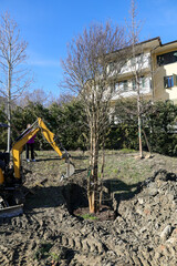 Obraz premium new trees planted in a park in winter season