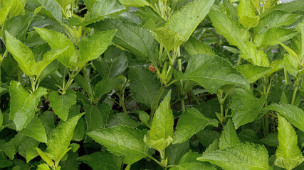 Green leaves of wild plants with side view © Rif Creative