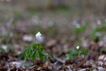 Anemone nemorosa, common names: wood anemone, windflower, European thimbleweed, smell fox