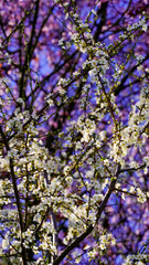 lilac flowers