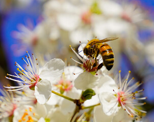 bee on flower