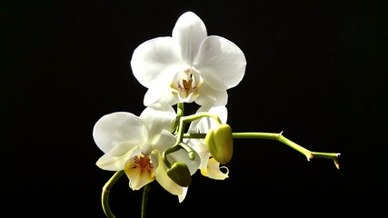 Fototapeta na wymiar Orchideenblüten
