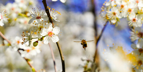 Abeille