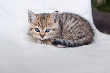 tabby kitten on the terrace in the country