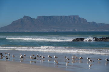 Seagulls on Bloubergstrand beach overlooking Table Mountain in Cape Town