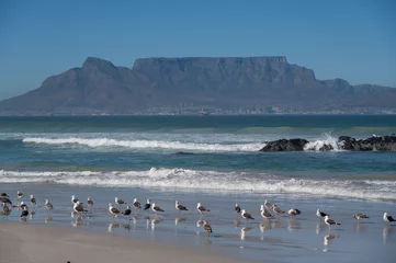 Foto auf Acrylglas Tafelberg Seagulls on Bloubergstrand beach overlooking Table Mountain in Cape Town