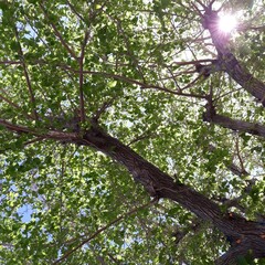 Bright Treetop