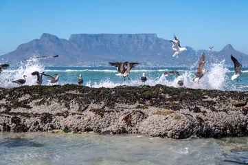 Photo sur Plexiglas Montagne de la Table Seagulls on Bloubergstrand beach overlooking Table Mountain in Cape Town