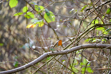 Robin bird on branch