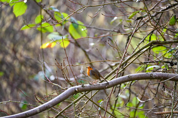 Robin bird on branch