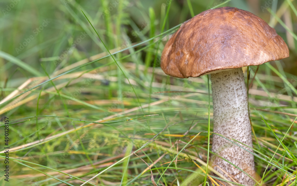 Poster light brown cap boletus in grass