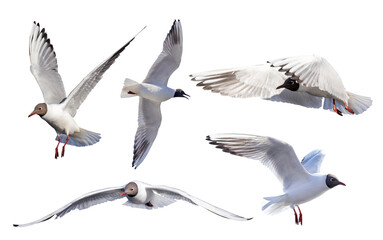 photo of five black-head isolated white seagulls