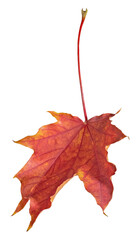 red leaf of maple tree on white