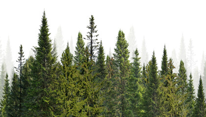 forest from dark green firs on white