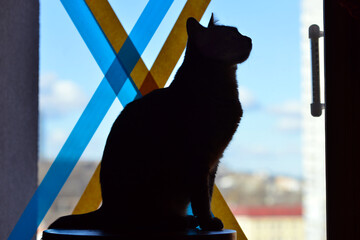 Kyiv/Ukraine - 26 February 2022: War Ukraine Russia. This cat is sitting by the window, which is taped in the colors of the Ukrainian flag to prevent the formation of broken glass.