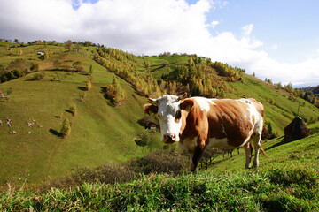 Cow on the mountains pasture in Piatra Craiului National Park, Brasov, Magura village, Romania