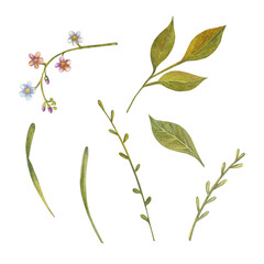 Flowers watercolor illustration. Hand painted card isolated on white background. Flower illustration for design.