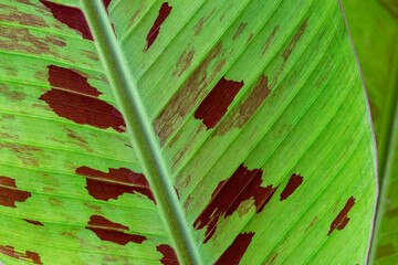 spotted banana leaf, blood banana, Musa acuminata and Musa balbisiana