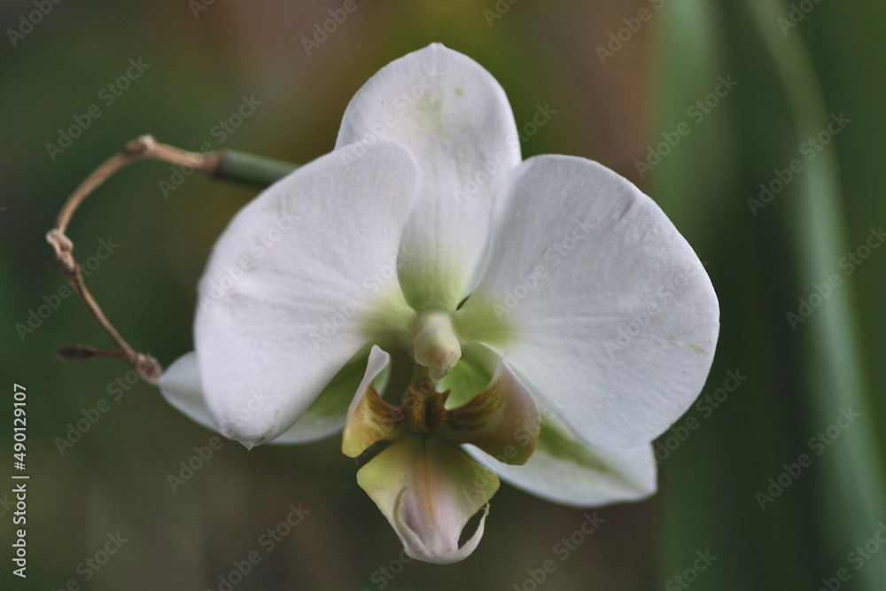 Sticker closeup ochid blossem phalaenopsis - macro photography - details of the flower - colorful flowers