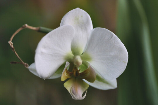 closeup ochid blossem Phalaenopsis - macro photography - details of the flower - colorful flowers